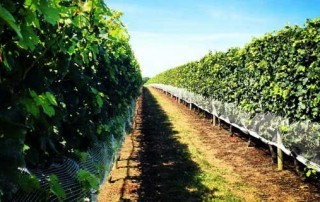 Vineyard Tours in Long Island